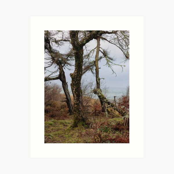 Woods near Dunstaffnage Castle, Argyll and Bute, Scotland Art Print