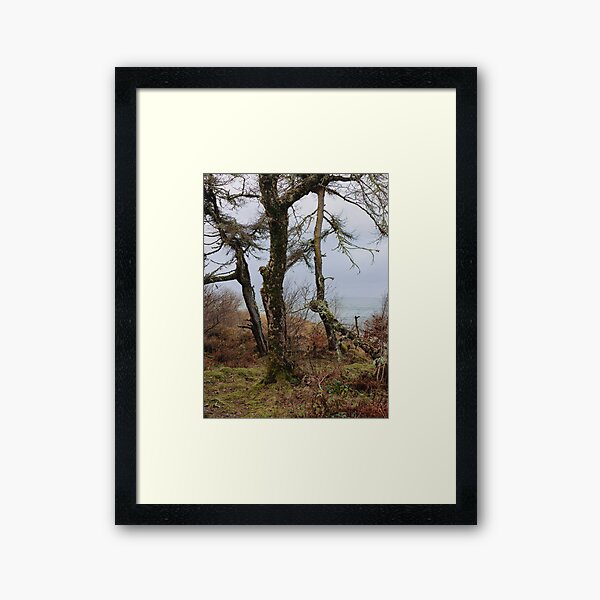 Woods near Dunstaffnage Castle, Argyll and Bute, Scotland Framed Art Print