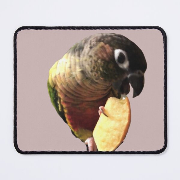 Item preview, Green Cheek Conure eating apple design | Conure eating | Small Parrot | Parakeet | Parrot lover designed and sold by TatianaLG.