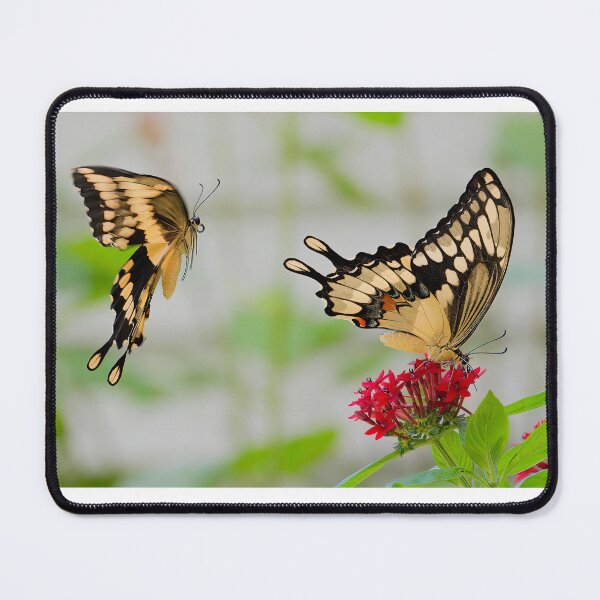 Item preview, Tiger Swallowtails designed and sold by Joe Saladino.