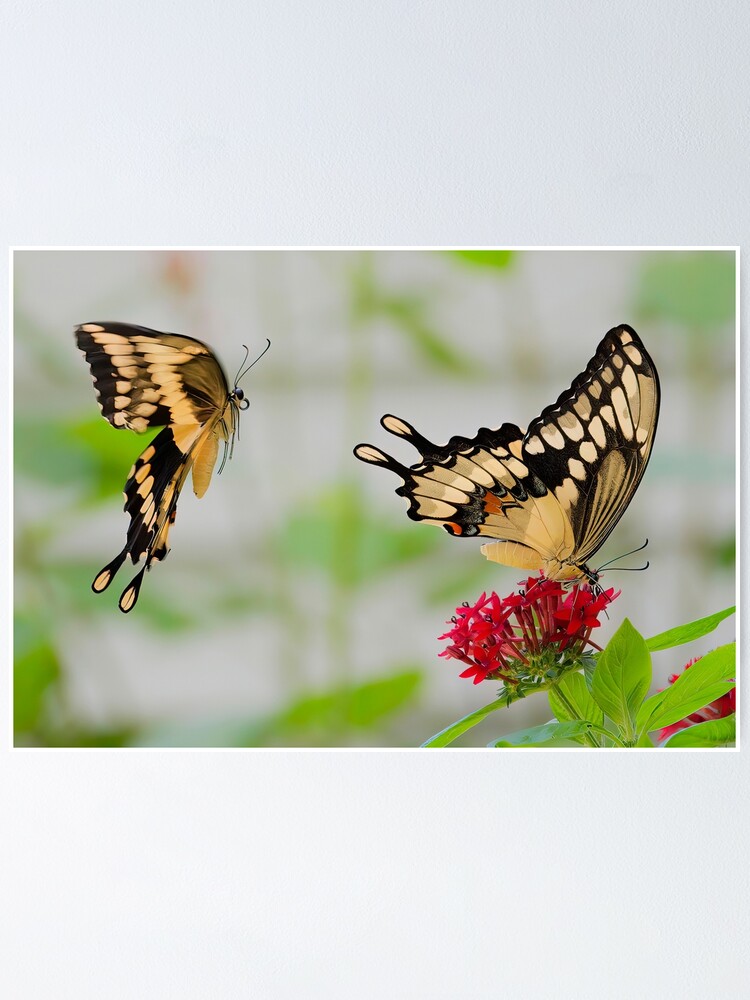 "Tiger Swallowtails" Poster for Sale by joesaladino Redbubble