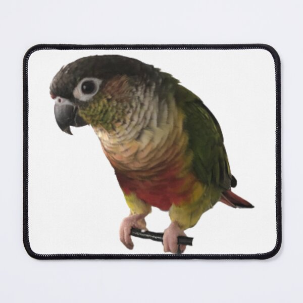 Item preview, Green Cheek Conure design | Conure | Small Parrot | Parakeet | Parrot lover designed and sold by TatianaLG.