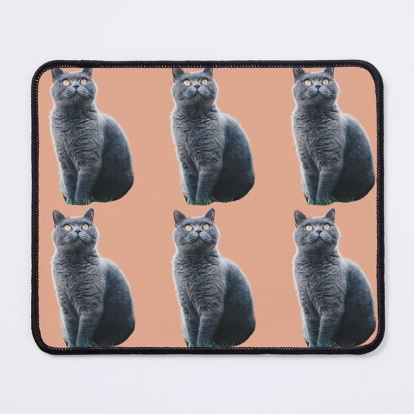 Item preview, Grey Chartreux cat looking up design | Cute and fluffy kitty cat | Chartreux Cat lover | Funny  kitty cat design designed and sold by TatianaLG.