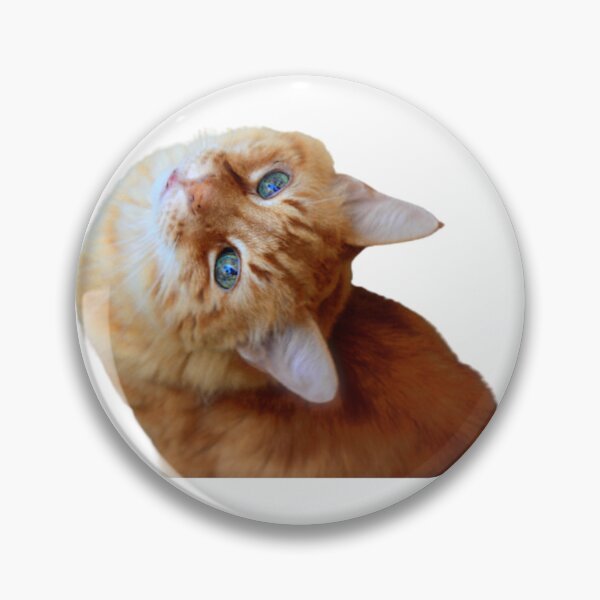 Item preview, Orange cat with blue eyes looking up backwards design | Cute and fluffy kitty cat | Cat lover | Funny kitty cat design designed and sold by TatianaLG.