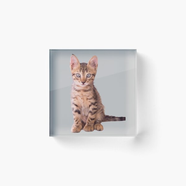Item preview, Orange cat kitten design | Cute and fluffy kitty cat | Cat lover | Funny kitty cat design designed and sold by TatianaLG.