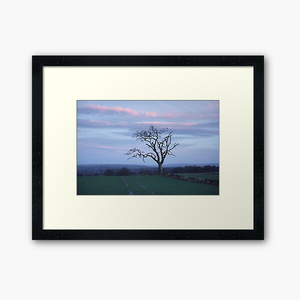 Old Tree Framed Art Print