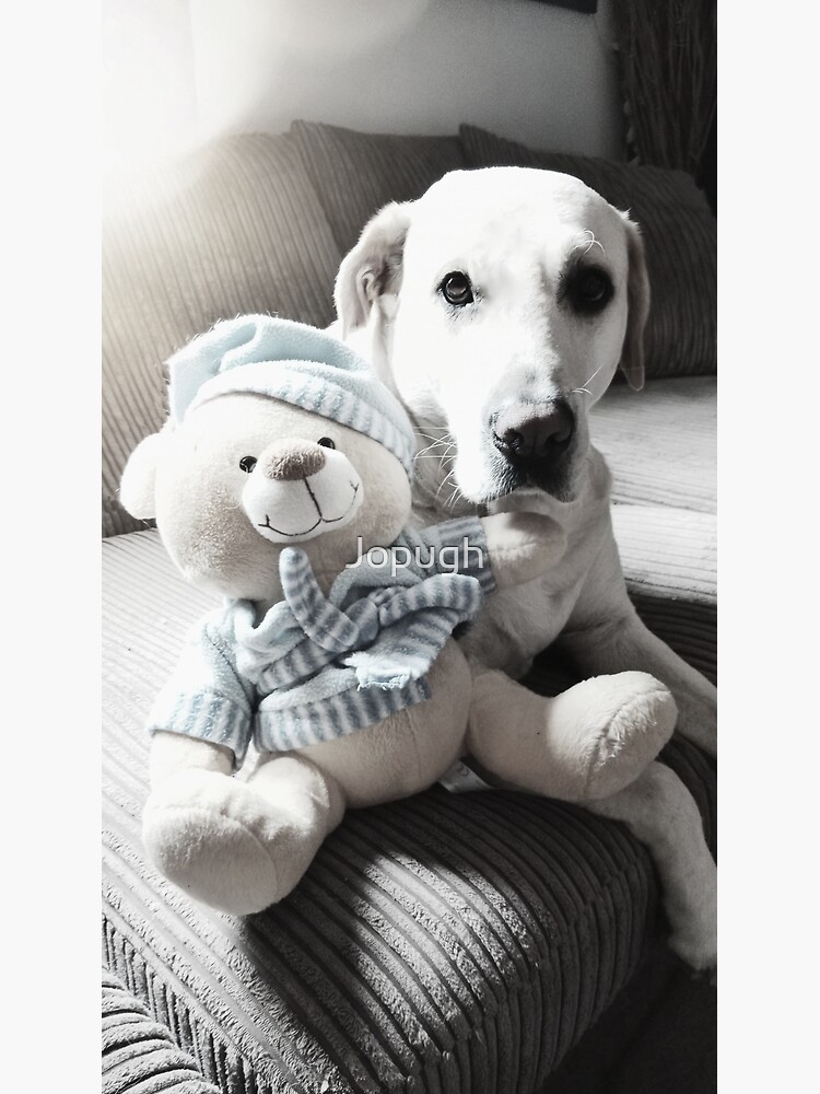 Teddy labrador outlet