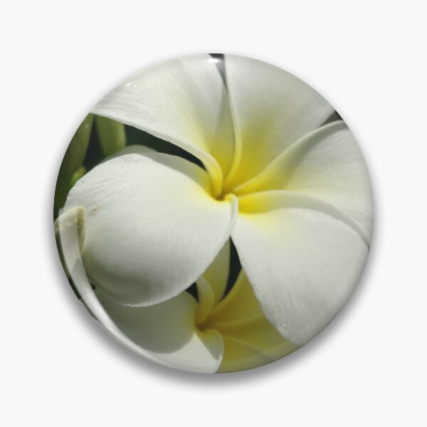 Artikelvorschau, White Frangipani entworfen und verkauft von Rainy.