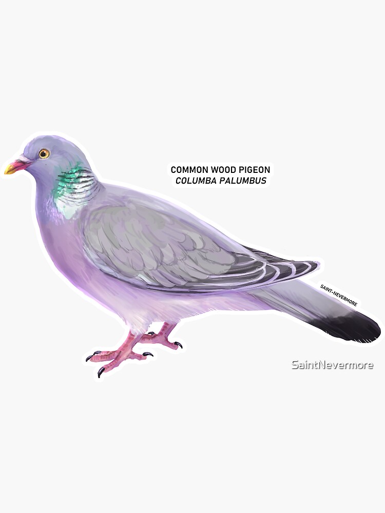 Common Wood Pigeon by SaintNevermore