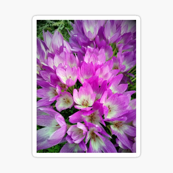 Herbstzeitlose Sticker