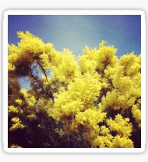 Mimosa Sticker