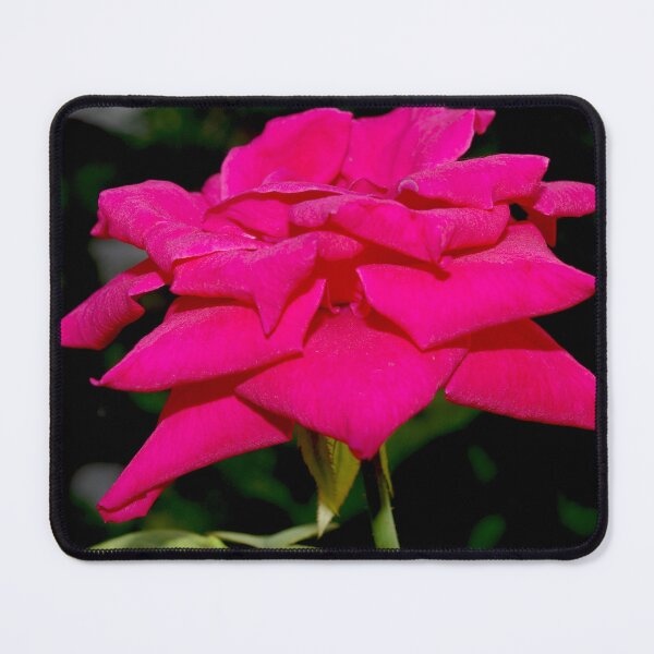 Item preview, Pinky Single Rose designed and sold by Rainy.