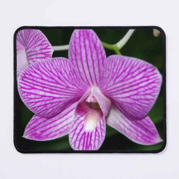 Item preview, Purple Orchids designed and sold by Rainy.