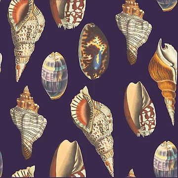 Artwork thumbnail, Shell by Pacesyte