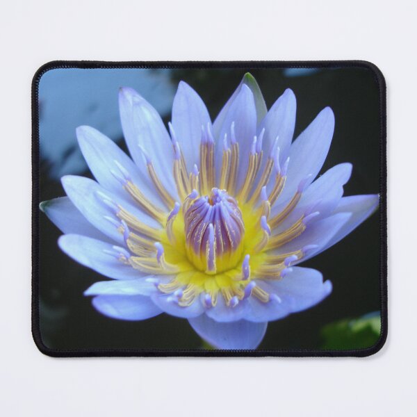 Item preview, Lotus designed and sold by Rainy.