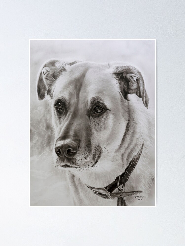 ""Barney" Great Dane cross Ridgeback" Poster by RmvPortraitsArt Redbubble