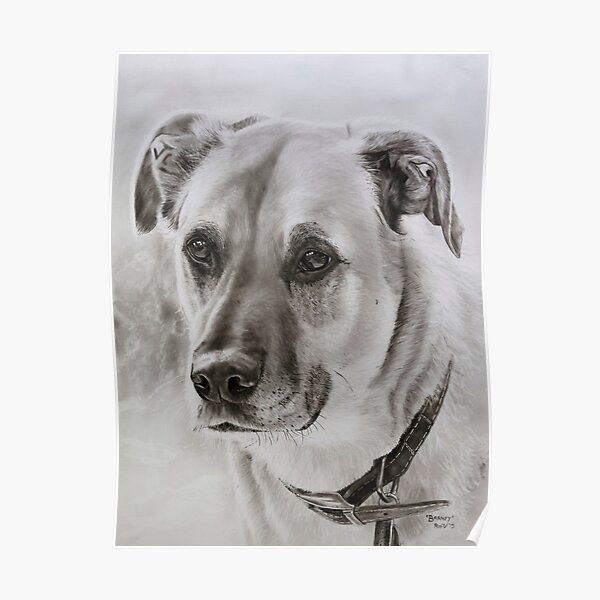 ""Barney" Great Dane cross Ridgeback" Poster by RmvPortraitsArt Redbubble