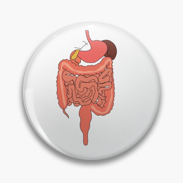 Item preview, human digestive system diagram poster | human digestive system diagram educational art  designed and sold by KARTICK DUTTA.