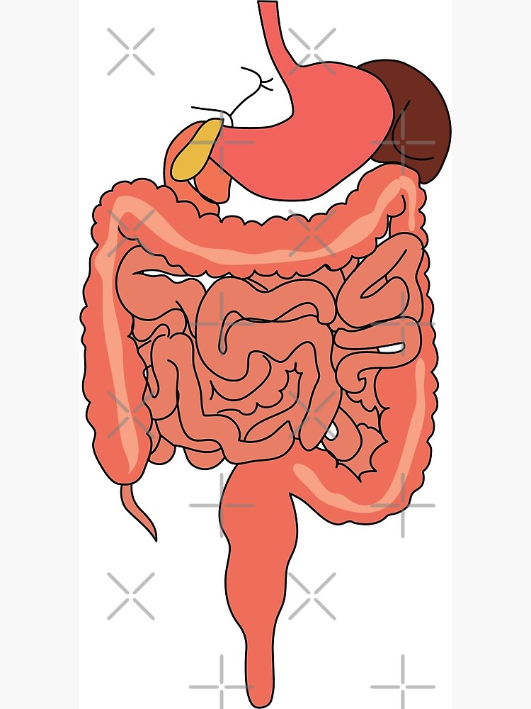 Definition of digestive system - NCI Dictionary of Cancer Terms - NCI
