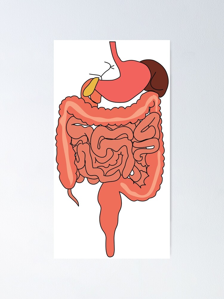 Human Digestive System Drawing | How to Draw Human Digestive System Diagram  | मानव पाचन तंत्र चित्र - YouTube