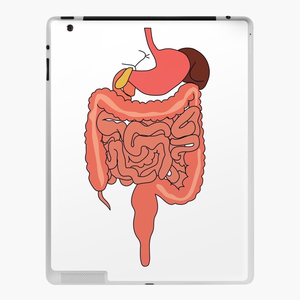 Human Digestive System Human Body Organ Teaching Model DIY for Adults Kids  | eBay