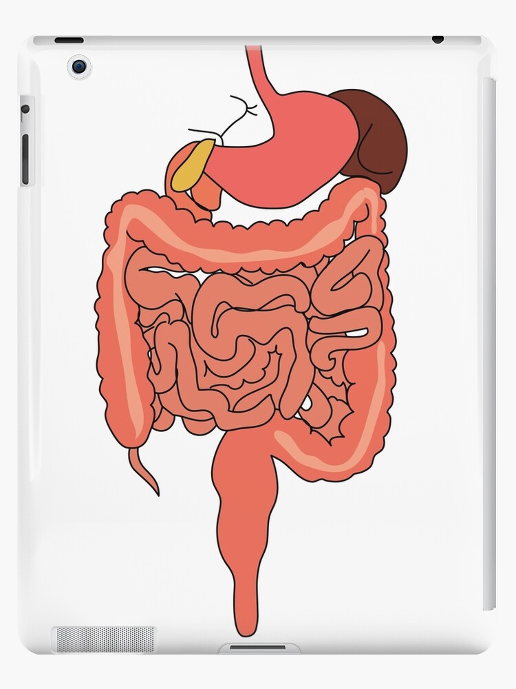 460+ Drawing Of A Diagram Of The Human Digestive System Stock  Illustrations, Royalty-Free Vector Graphics & Clip Art - iStock