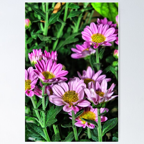 Item preview, Pink Daisy designed and sold by Rainy.