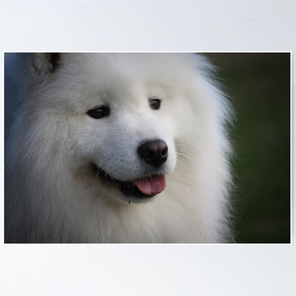 Item preview, Samoyed designed and sold by DavidONeill.