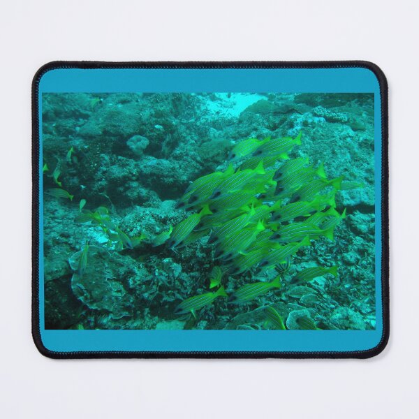 Item preview, Shoal of bluestripe snappers (Lutjanus kasmira) off Mafia, Tanzania. designed and sold by David JC.