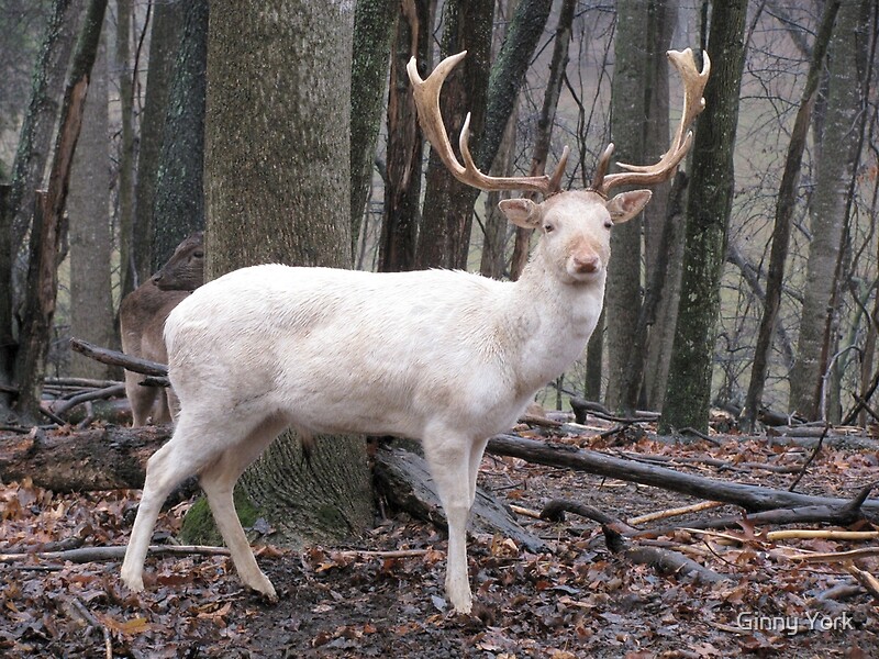 "White Fallow Deer (Leucistic)" by Ginny York Redbubble
