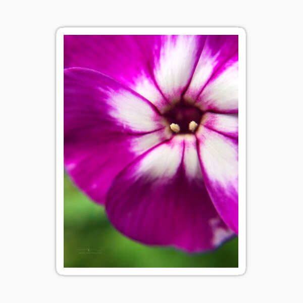 Item preview, Purple petunia in summer designed and sold by Rachel Dash-Williams Creative.