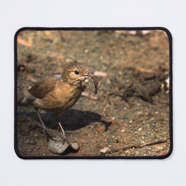 Item preview, earthworm in the beak. designed and sold by Nino rocha fotografia.