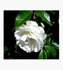 The timeless beauty of a white rose Photographic Print