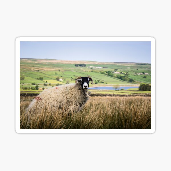 Swaledale Ram Sticker
