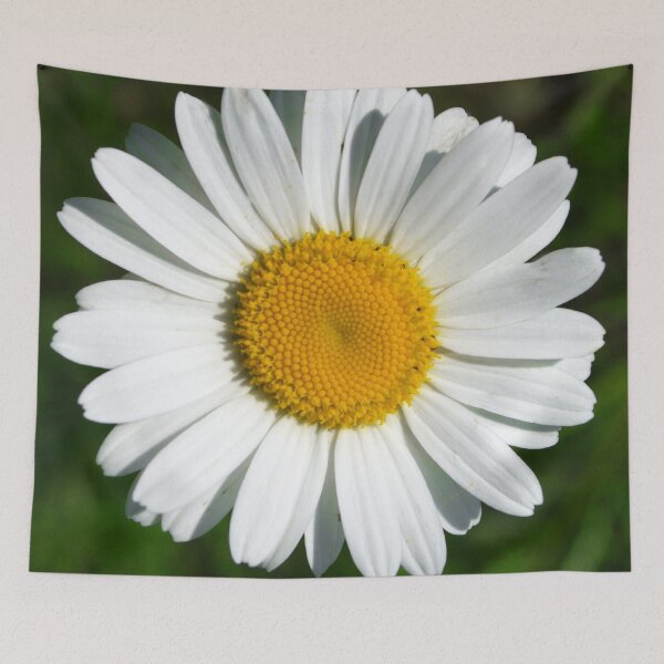 Item preview, Single White Daisy Flower Elegant Art Photo designed and sold by DEC02.