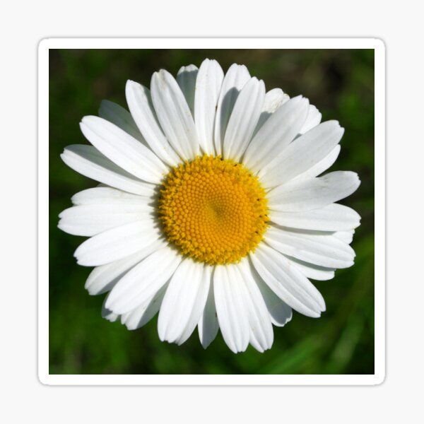 daisy, Daisy, Daisy Print, Daisy Coaster, Daisy Mug, Daisy