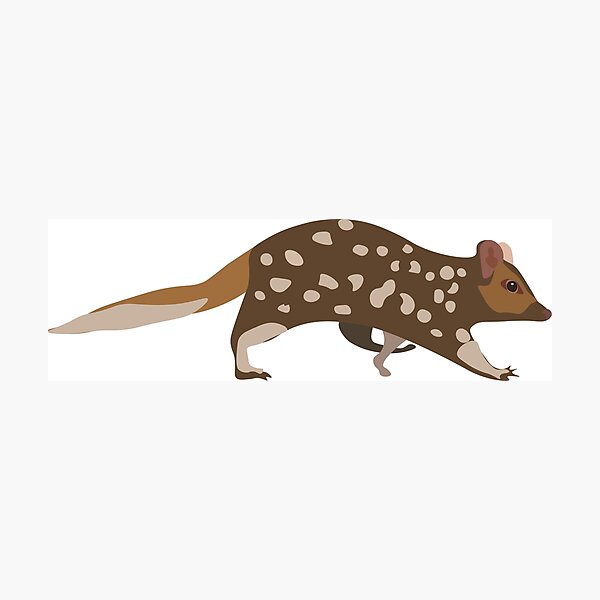 Item preview, eastern quoll designed and sold by dropbeargrylls.