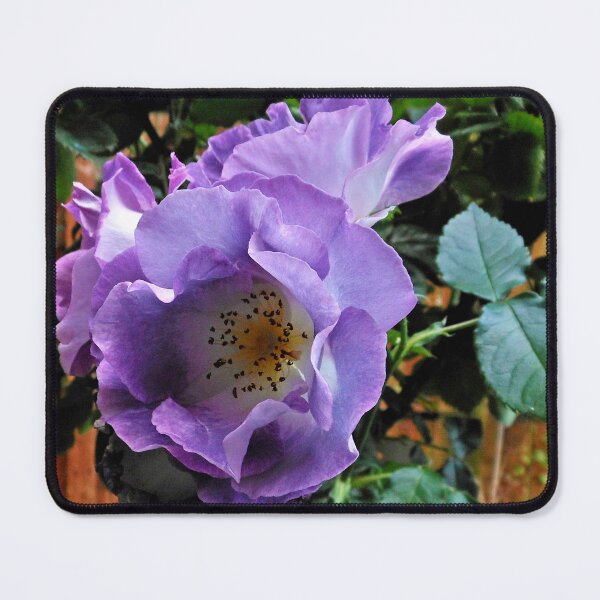 Item preview, Blue For You - Beautiful Floribunda Rose designed and sold by BlueMoonRose.