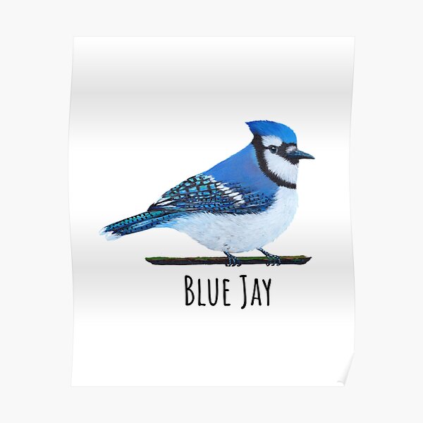 Cute Blue Jay Posters for Sale