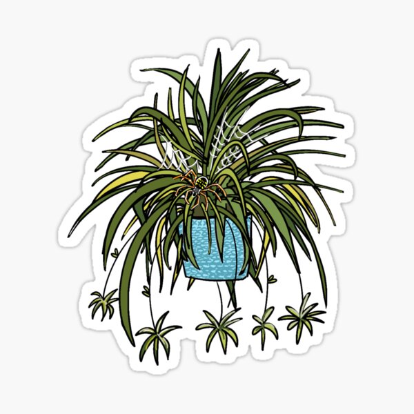 Item preview, Spider in a Spider Plant designed and sold by M.Greenlund  Content.