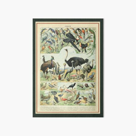 Item preview, Adolphe Millot Oiseaux D - Vintage Birds Illustration  designed and sold by molamode.