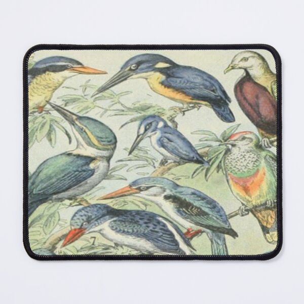 Item preview, Adolphe Millot Oiseaux D - Vintage Birds Illustration  designed and sold by molamode.