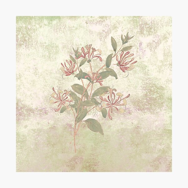Harmonies and sweet sounds Photographic Print