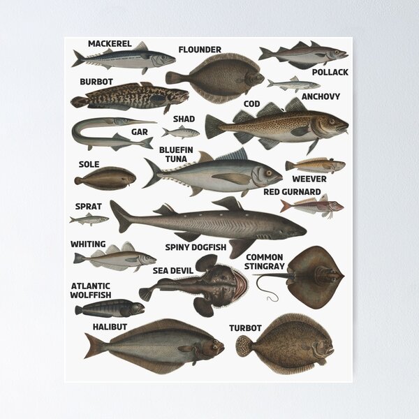 Fisherman Fishing Posters for Sale