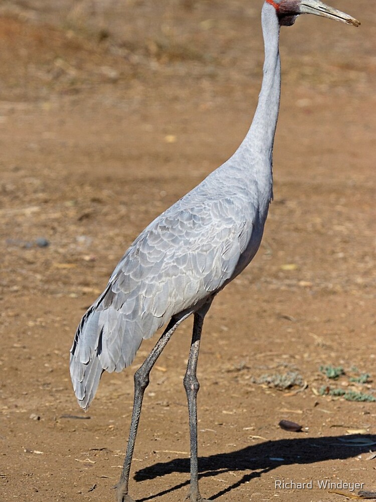 Brolga at Longreach by RICHARDW