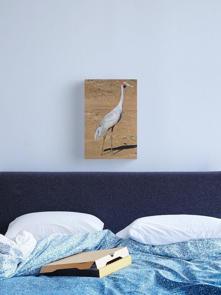 Thumbnail 2 of 3, Canvas Print, Brolga at Longreach designed and sold by RICHARDW.