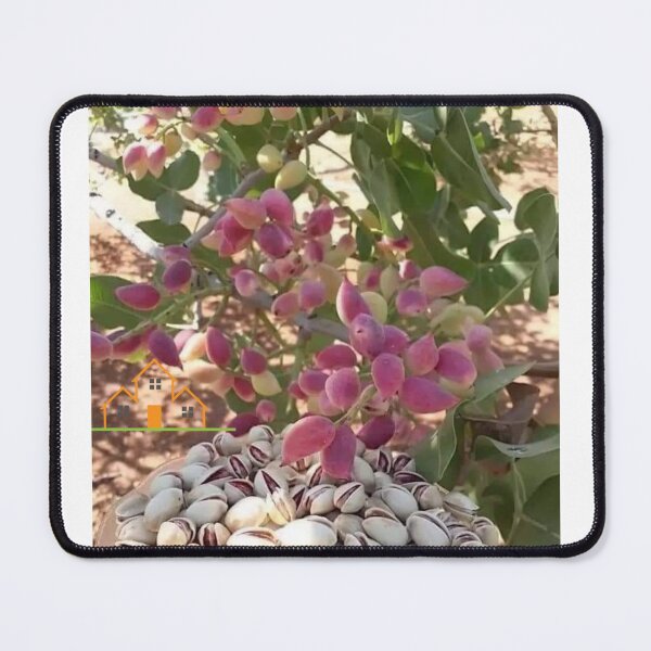 Item preview, Pista with natural shafe designed and sold by Saiamrita123.