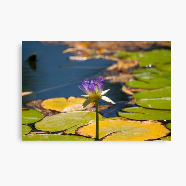 Water Lily at Adels Grove Canvas Print