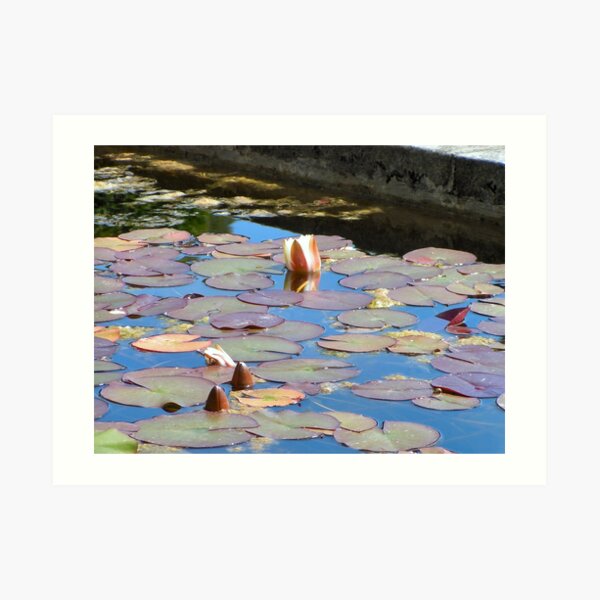 Parceval House garden Yorkshire revealed more Art Print