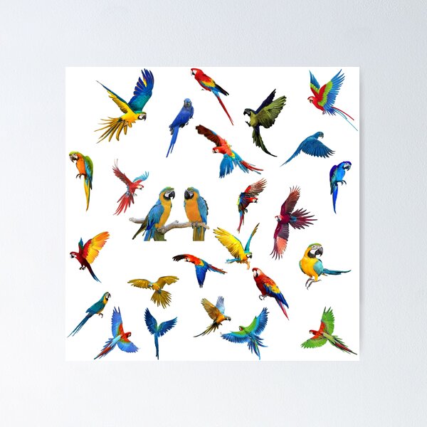 Item preview, Manny parrots photo design designed and sold by sreckov-desig.